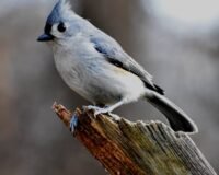 Asan Barrage: Dehradun’s Quiet Birdwatching Spot Nobody Talks About
