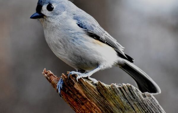 Birds at Asan Barrage wetland near Dehradun - a prime birdwatching destination in Uttarakhand
