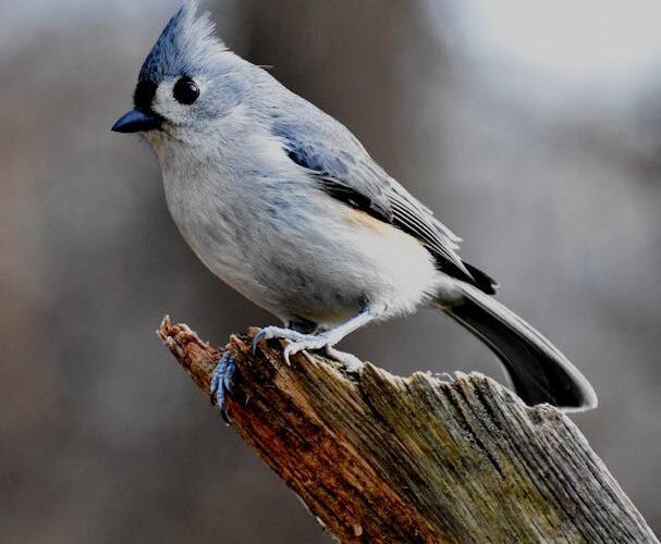 Asan Barrage: Dehradun’s Quiet Birdwatching Spot Nobody Talks About