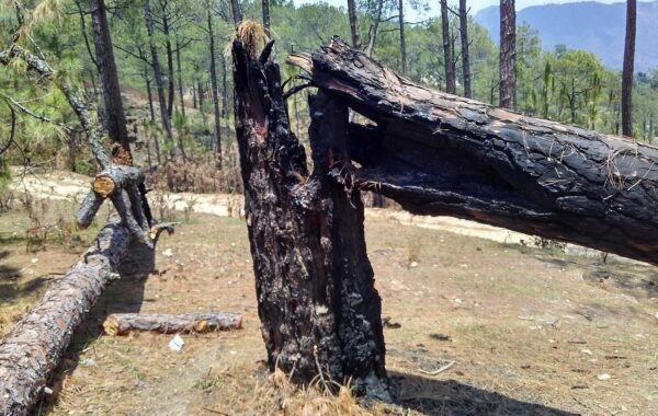 Uttarakhand forest fire chir pine trees burned smoke wildfire