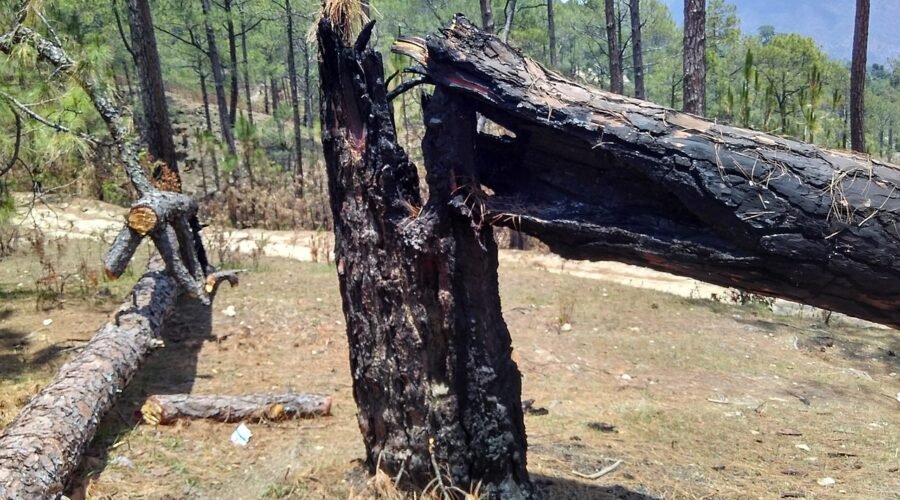 Uttarakhand Forest Fires in 2026 Are 80% More Frequent Than the Last Decade