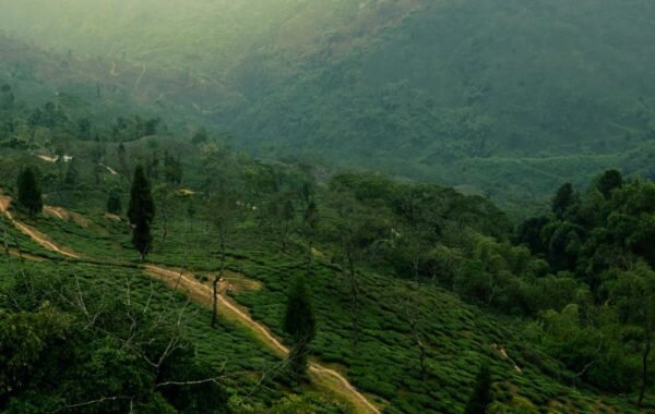 Aerial view green hills paths summer Dehradun Uttarakhand nature