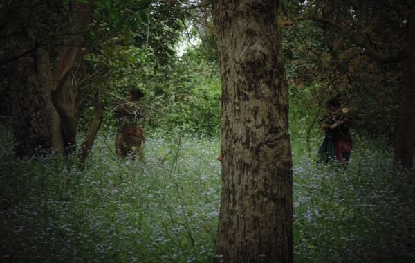 Rajaji National Park tiger reserve wildlife elephant forest India