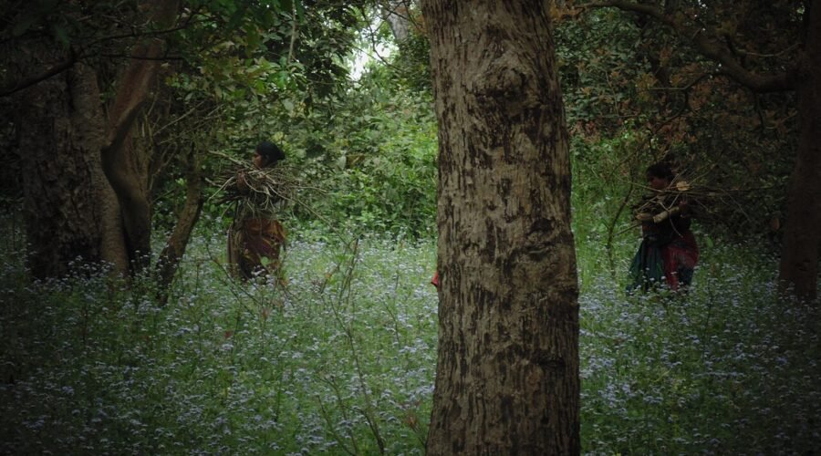 Asia’s Longest Wildlife Corridor: How the Delhi-Dehradun Expressway Protects Rajaji National Park