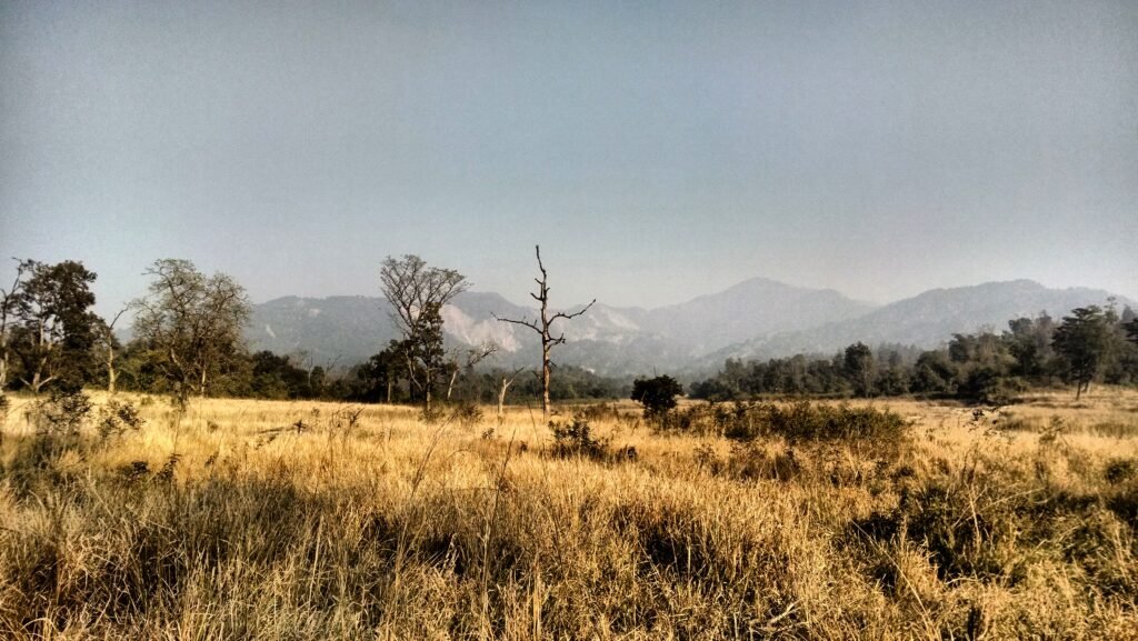 The Rajaji National Park Entry from Dehradun: A Practical Guide