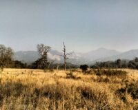 The Rajaji National Park Entry from Dehradun: A Practical Guide
