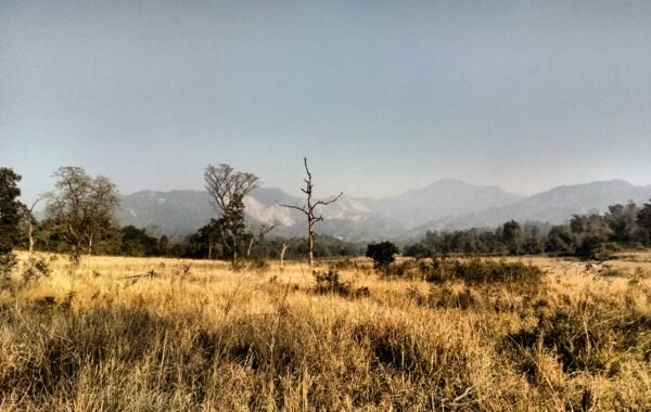 Rajaji wildlife corridor expressway 2026 elephant crossing Dehradun